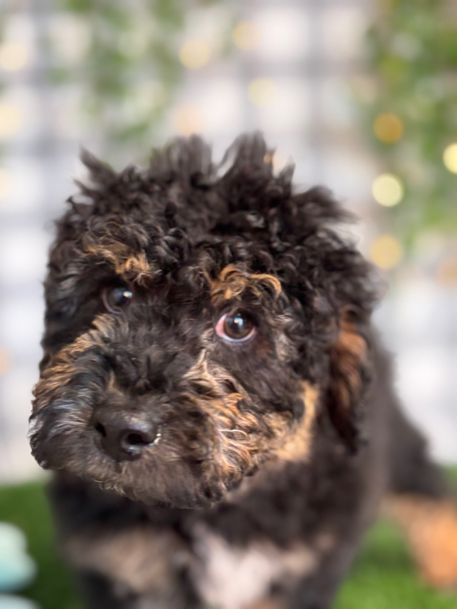 AL - Black/Tan Male Mini AussiePoo Puppy - Image 3