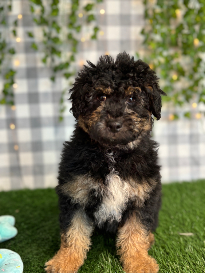AL - Black/Tan Male Mini AussiePoo Puppy - Image 2