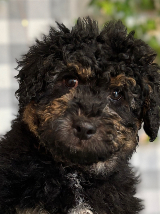 AL - Black/Tan Male Mini AussiePoo Puppy