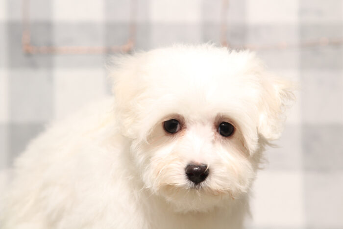 Alaska - Pretty White Female Maltipoo Puppy