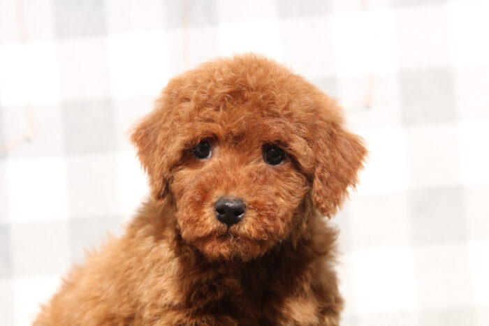 Alex - Red Male Mini Goldendoodle Puppy - Image 2