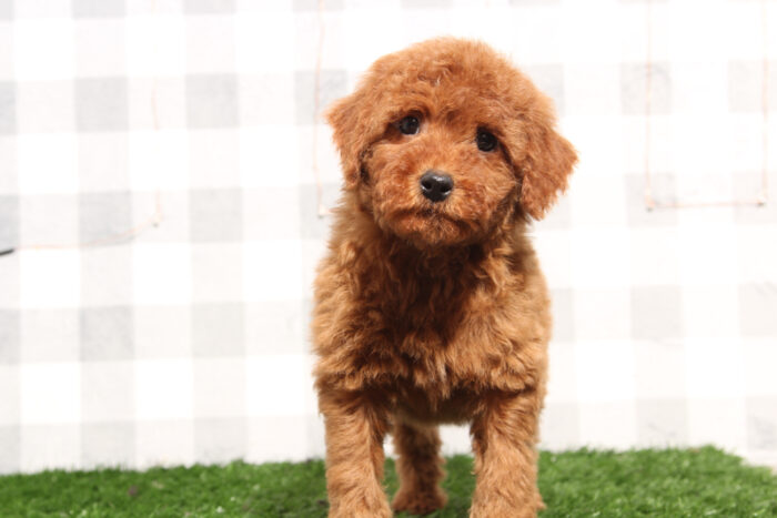 Alex - Red Male Mini Goldendoodle Puppy