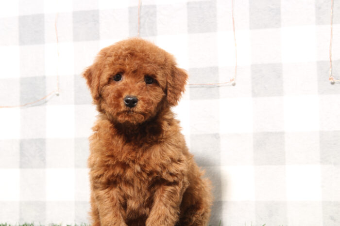 Alex - Red Male Mini Goldendoodle Puppy - Image 5