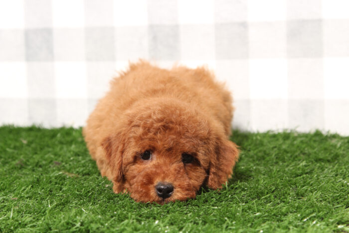 Alex - Red Male Mini Goldendoodle Puppy - Image 4