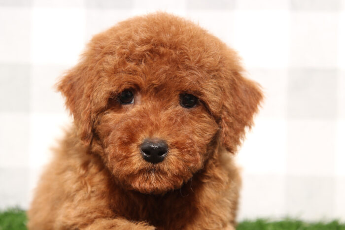 Alex - Red Male Mini Goldendoodle Puppy - Image 3