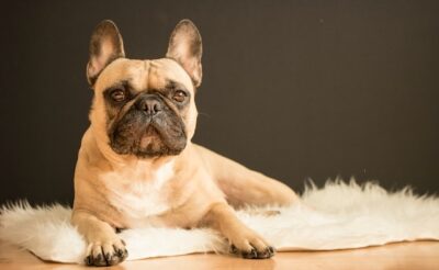 how much is a french bulldog puppy cost