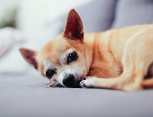 Comprehensive Guide to Chihuahua Lifespan in 2024