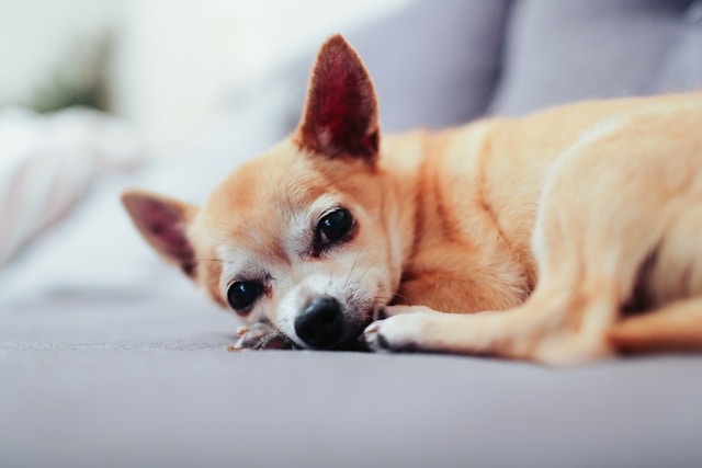 Chihuahua lifespan
