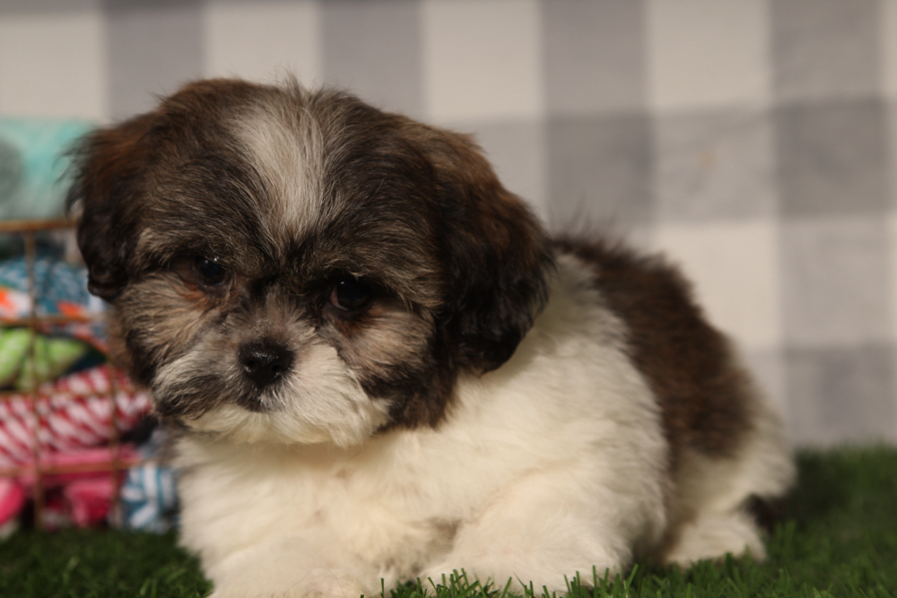 Almond - Black/White Female Teddy Bear Puppy - Image 5