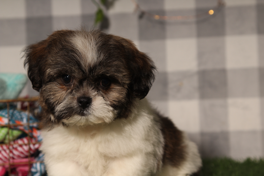 Almond - Black/White Female Teddy Bear Puppy - Image 4