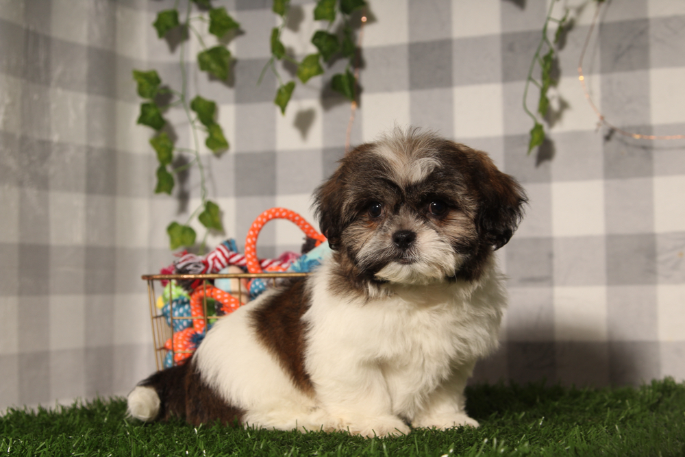 Almond - Black/White Female Teddy Bear Puppy - Image 3