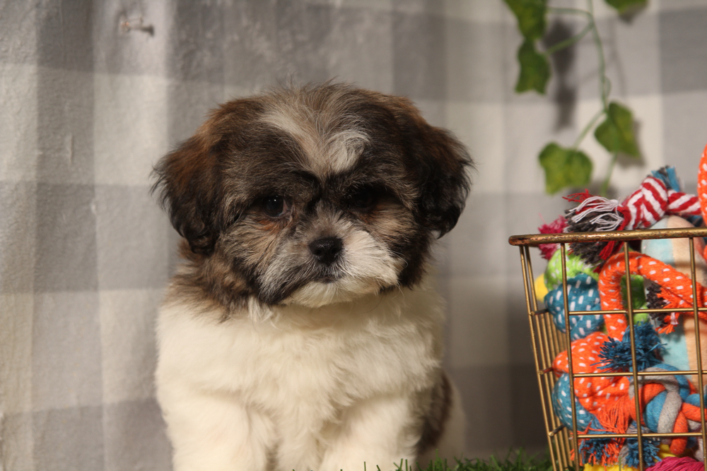 Almond - Black/White Female Teddy Bear Puppy - Image 2