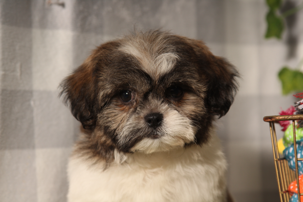 Almond - Black/White Female Teddy Bear Puppy