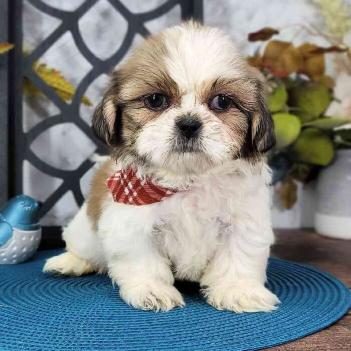 Alton - Rescue Loyal ACA Male Shih-Tzu Puppy