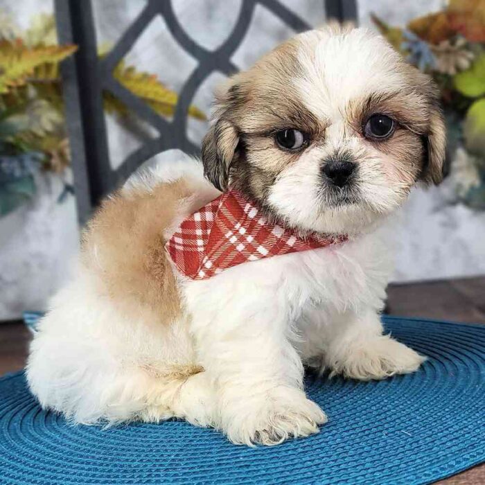 Alton - Rescue Loyal ACA Male Shih-Tzu Puppy - Image 3