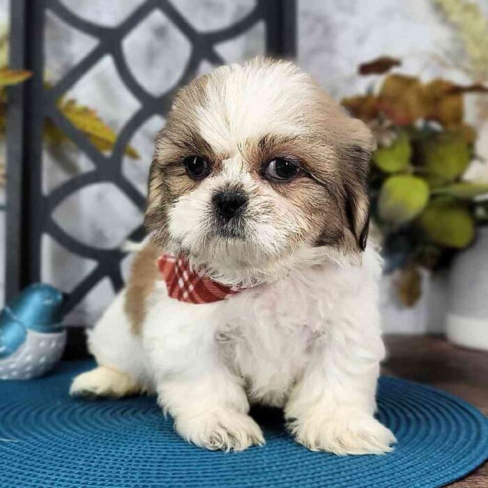 Alton - Rescue Loyal ACA Male Shih-Tzu Puppy - Image 2