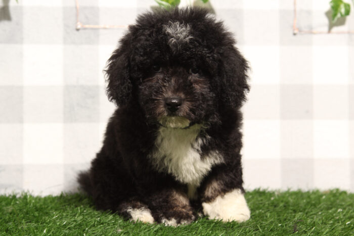 Ana - Stunning Tri Female Mini Bernedoodle Puppy