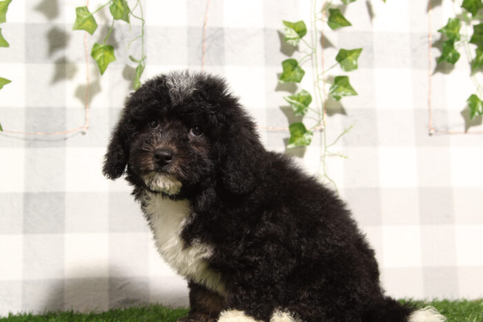 Ana - Stunning Tri Female Mini Bernedoodle Puppy - Image 3