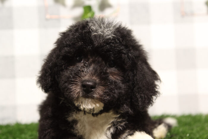 Ana - Stunning Tri Female Mini Bernedoodle Puppy - Image 2