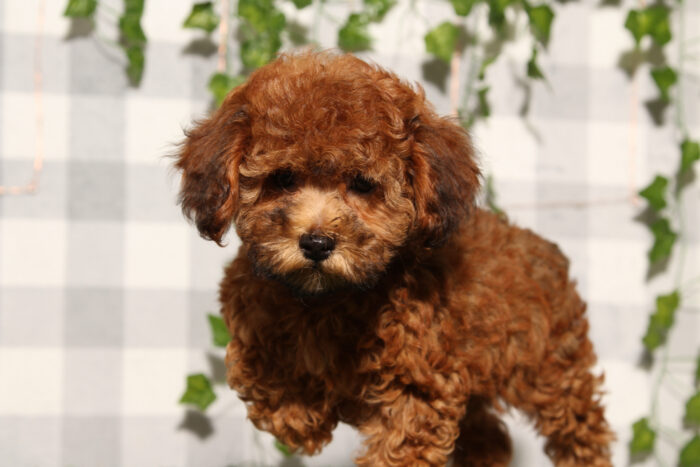 Anias - Cream Female Poochon Puppy - Image 3