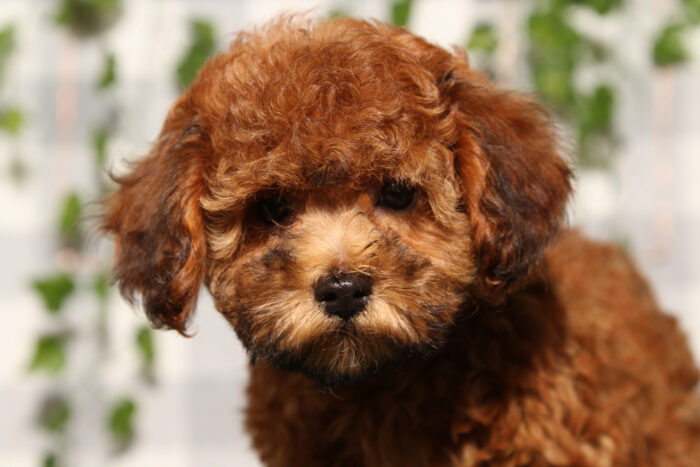Anias - Cream Female Poochon Puppy