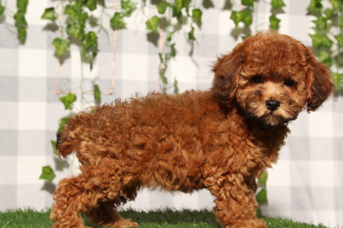 Anias - Cream Female Poochon Puppy - Image 2