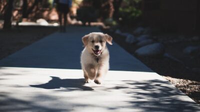 Puppy running