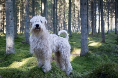 Soft Coated Wheaten Terrier in a forest