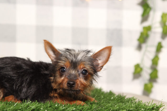 Anne - ACA Female Yorkie Puppy - Image 4