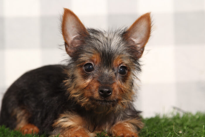 Anne - ACA Female Yorkie Puppy