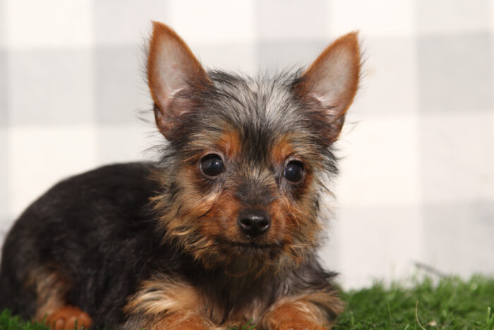 Anne - ACA Female Yorkie Puppy - Image 2