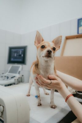 Chihuahua in the vet