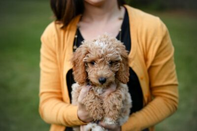 woman holding a goldendoodle pup