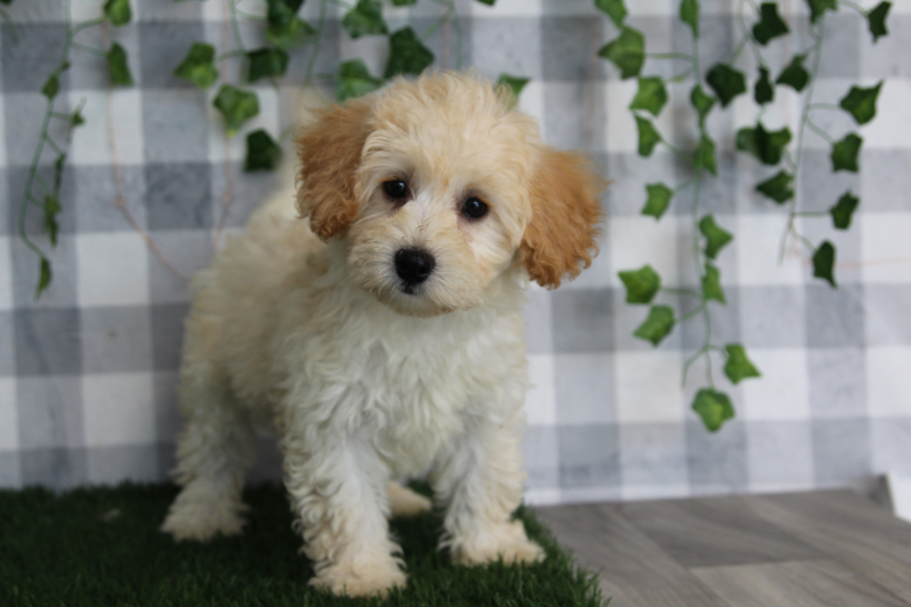 Mei - Apricot Female Maltipoo Puppy - Image 4