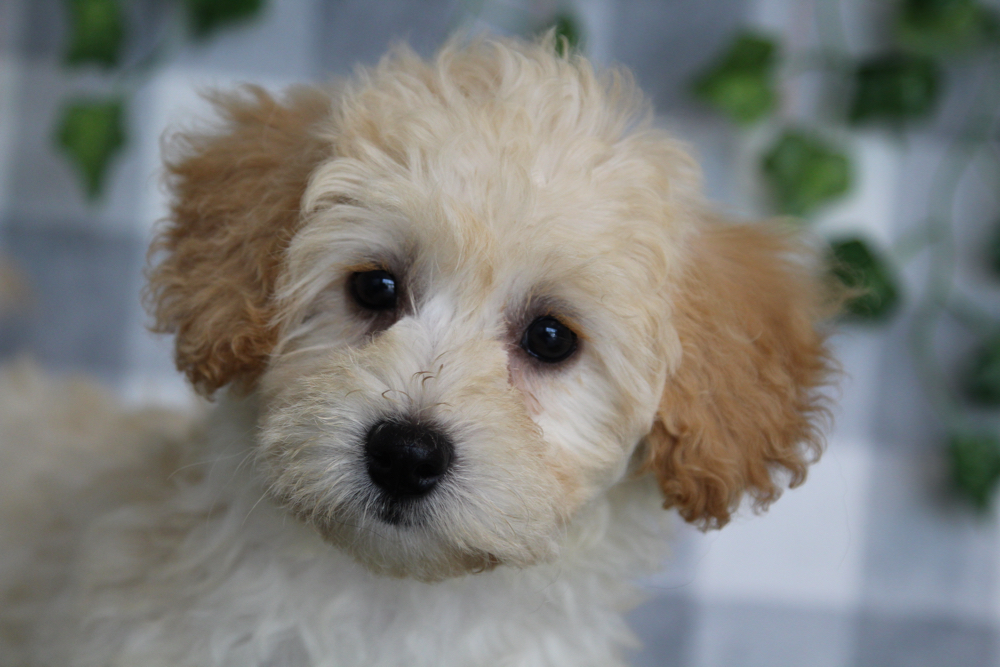 Mei - Apricot Female Maltipoo Puppy - Image 3