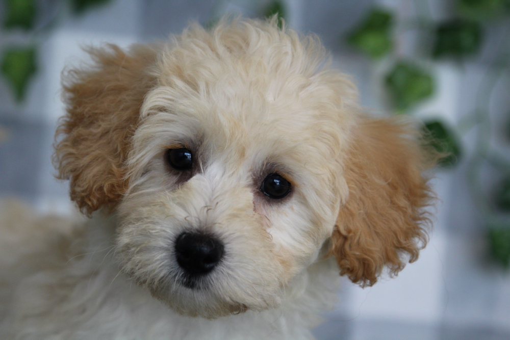 Mei - Apricot Female Maltipoo Puppy