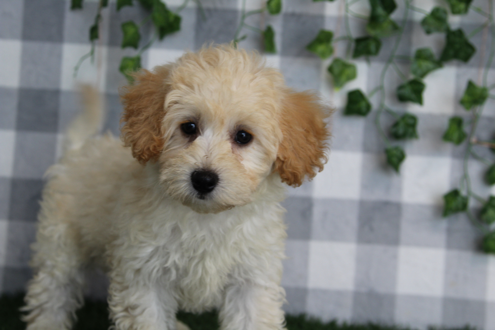 Mei - Apricot Female Maltipoo Puppy - Image 2