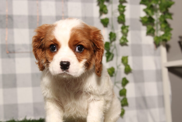 Arlo - Blenheim Male ACA Cavalier King Charles Spaniel Puppy