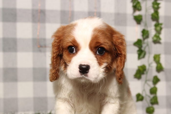 Arlo - Blenheim Male ACA Cavalier King Charles Spaniel Puppy - Image 2