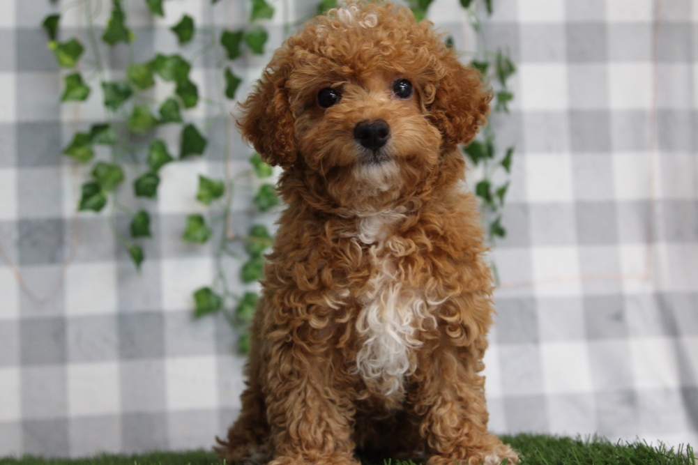 Ash - Red ACA Female Poodle Puppy