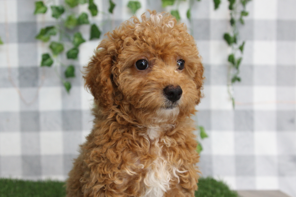 Ash - Red ACA Female Poodle Puppy - Image 2