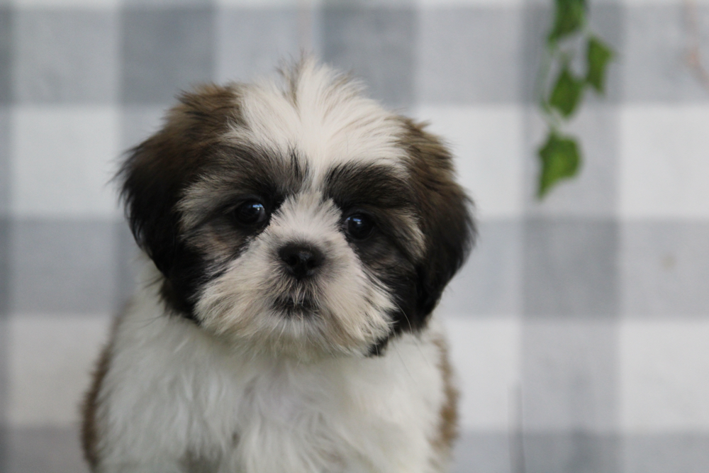 Asher - ACA Tri Male Shih Tzu Puppy - Image 2