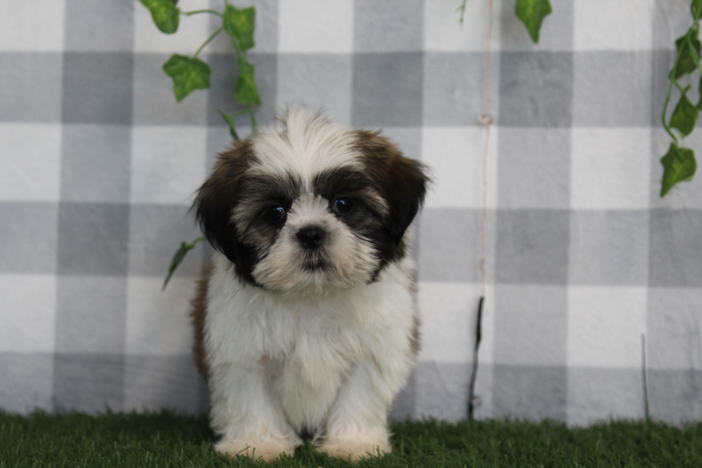 Asher - ACA Tri Male Shih Tzu Puppy