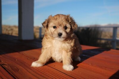 Aussiedoodle puppy on top of a table