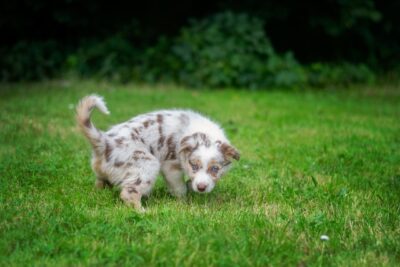 Puppy Potty Training