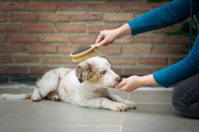 puppy being brushed