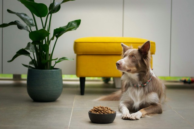 Revitalize Your Furry Friend The Ultimate Guide To What To Feed A Dog   Ayla Verschueren Jnq52JjkLAg Unsplash 