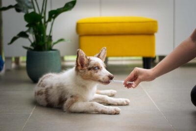 Giving medication to a Puppy