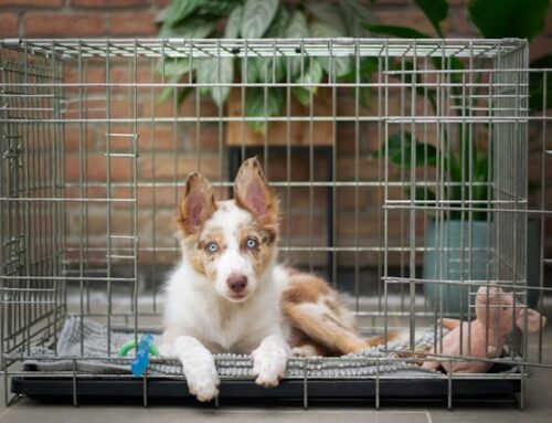 Crate Training a Puppy Made Easy in 2024: Elevate Your Pup’s Training