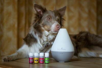 Dog Laying On A Table Next To A Diffuser